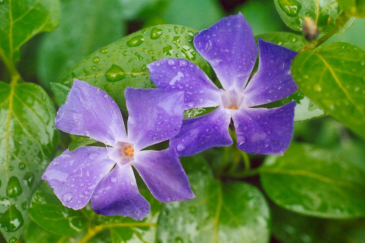 piante invernali per giardini ombreggiati