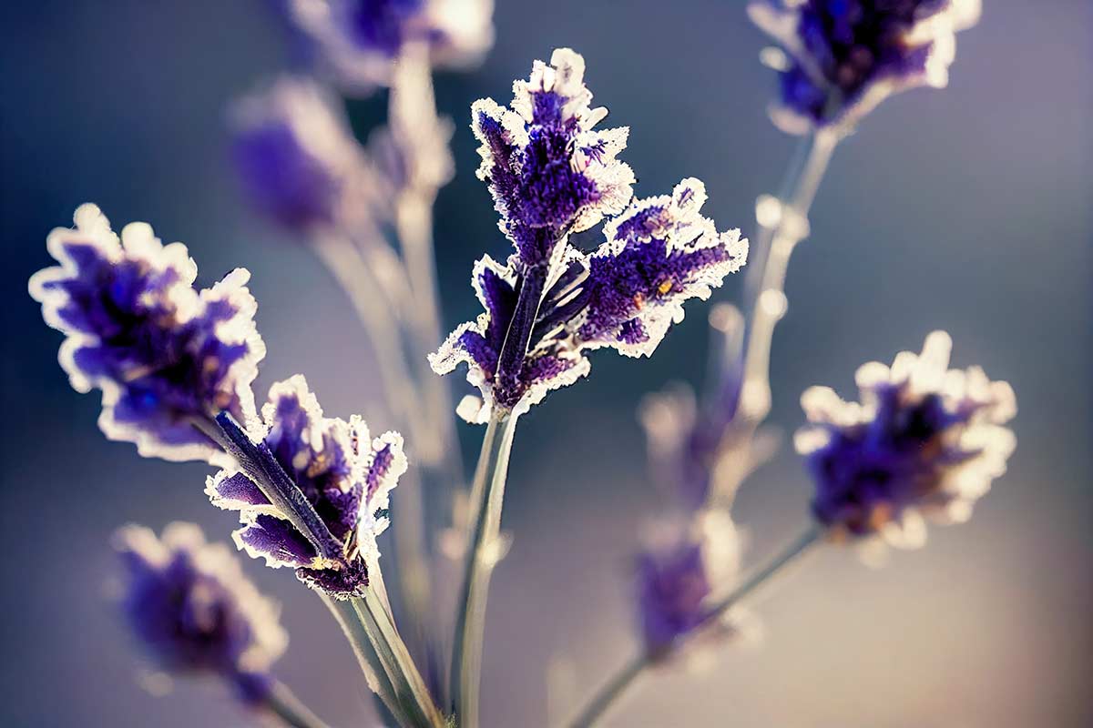 cura lavanda in inverno