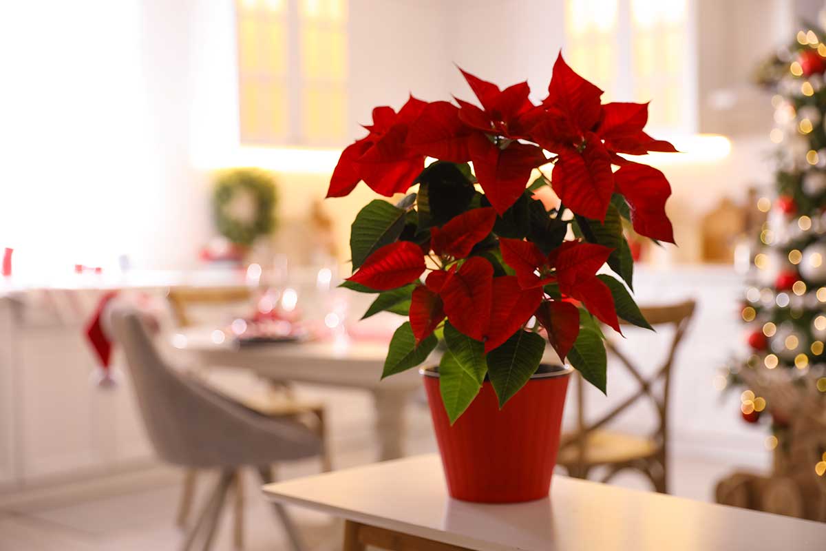 Poinsettia durante le feste.