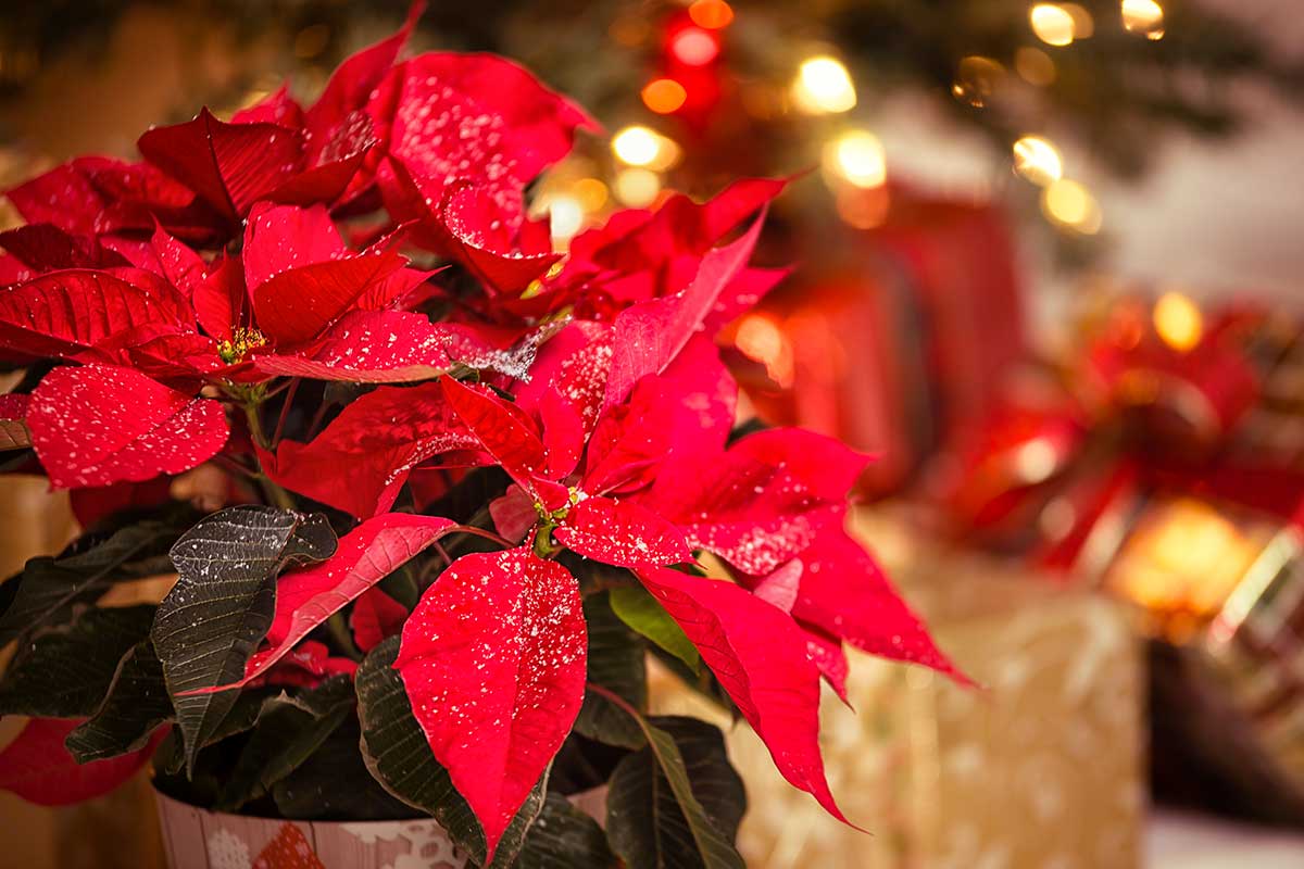 Fonte immagine:https://www.ideadesigncasa.org/wp-content/uploads/2023/12/poinsettia-natale.jpeg