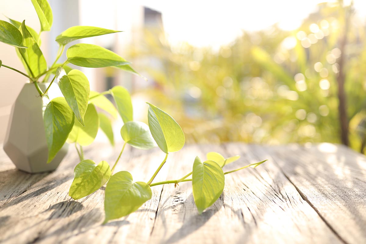 Pothos in vaso.