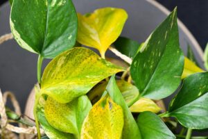 Pothos con foglie gialle.