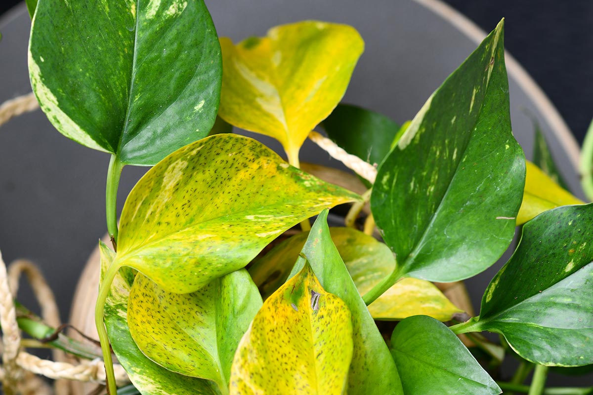 Pothos con foglie gialle? Ecco come e perché bisogna agire subito  --- (Fonte immagine: https://www.ideadesigncasa.org/wp-content/uploads/2023/12/pothos-con-foglie-gialle.jpg)