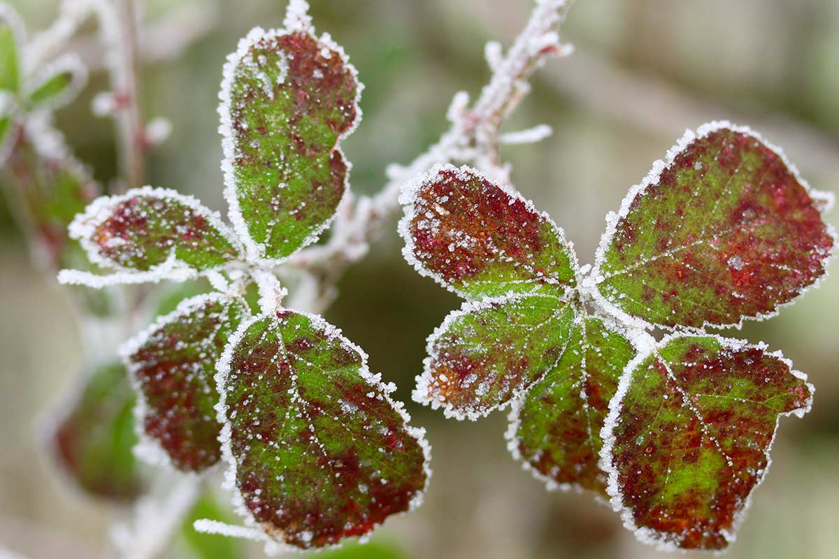 curare le rose in inverno