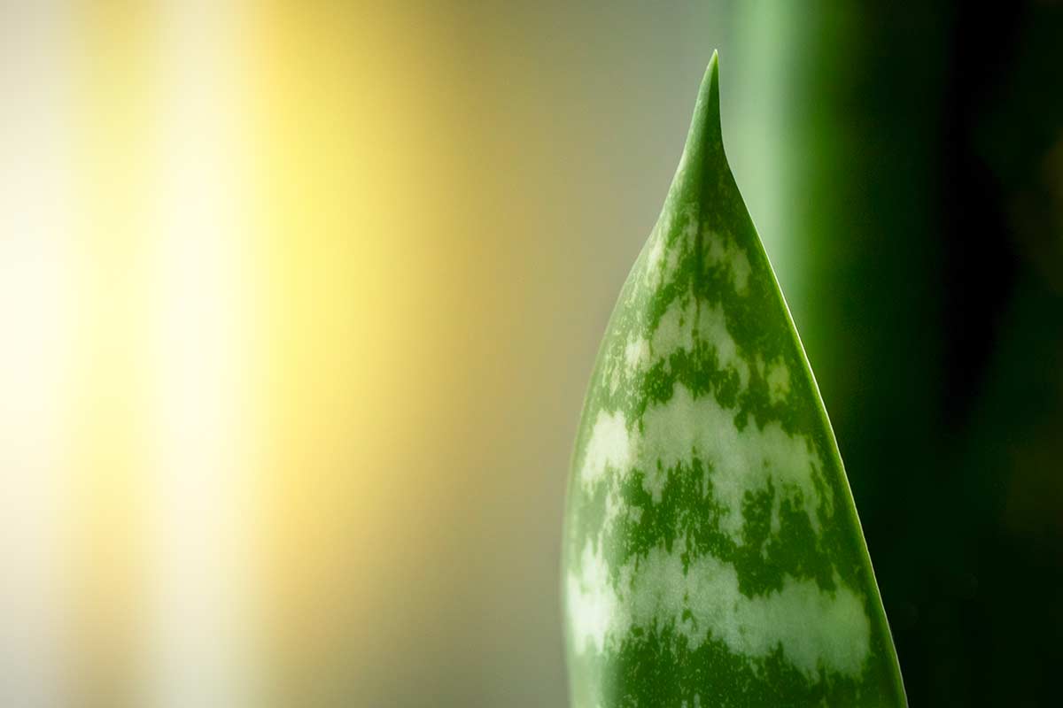 sansevieria