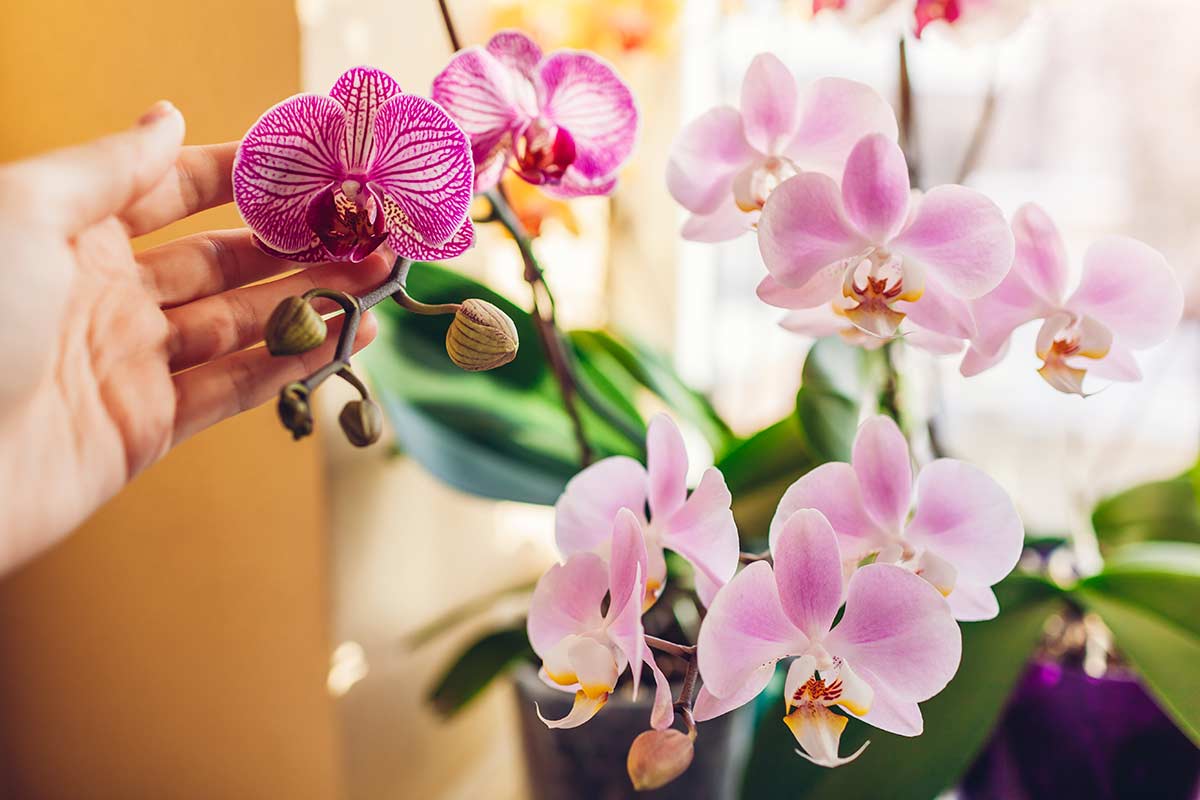 orchidea fioritura dopo taglio