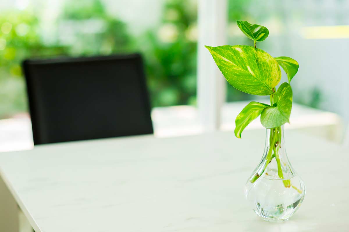 Talea di Pothos nell'acqua