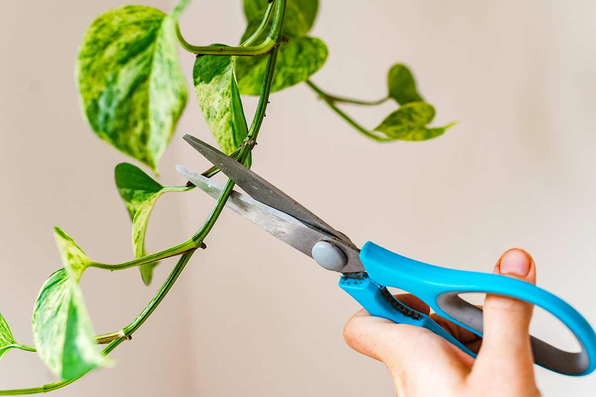 La talea di Pothos in inverno: scopri il metodo più semplice ed efficace  --- (Fonte immagine: https://www.ideadesigncasa.org/wp-content/uploads/2023/12/talea-pothos-inverno.jpeg)