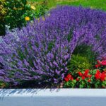 Aiuola moderna con lavanda in fiore, piante aromatiche e bordura rialzata bianca.