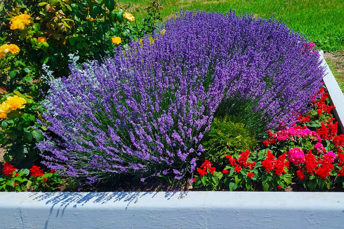 Aiuola moderna con lavanda in fiore, piante aromatiche e bordura rialzata bianca.