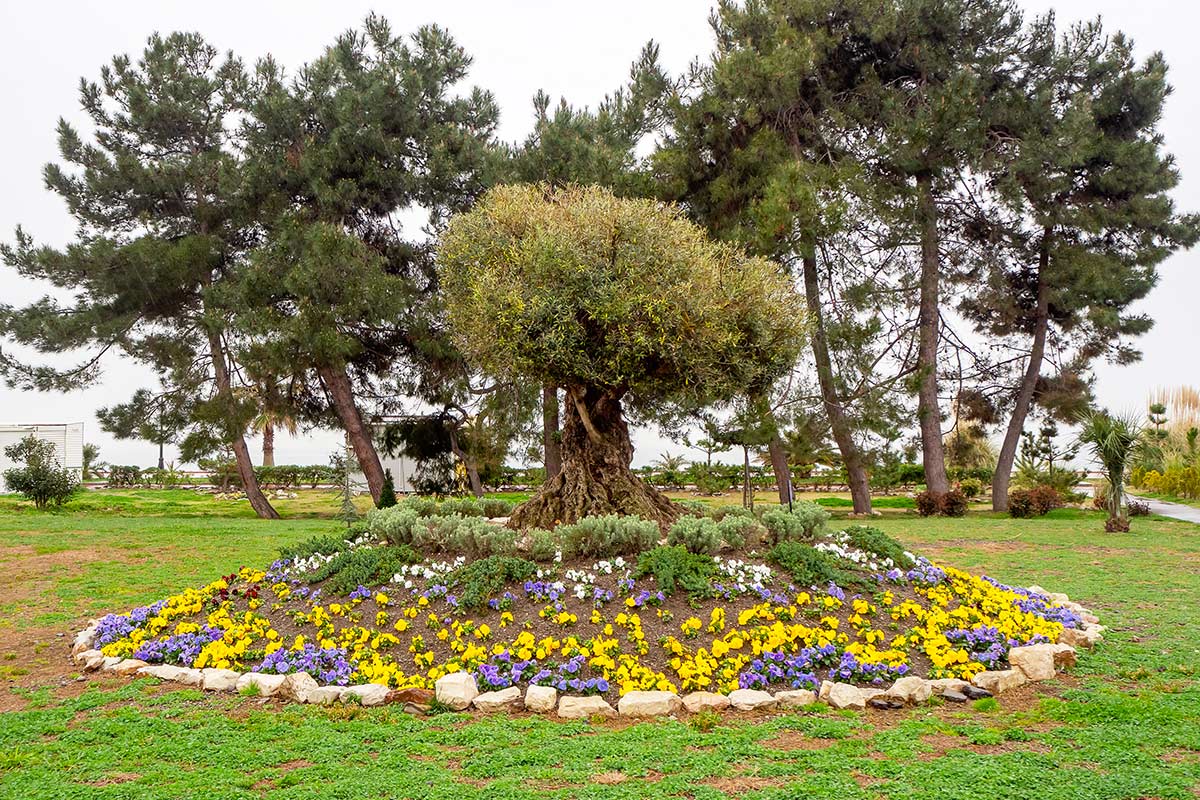 Aiuola circolare fiorita con ulivo secolare al centro, bordata da pietre e piante colorate.
