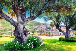 Aiuola fiorita sotto un albero di ulivo