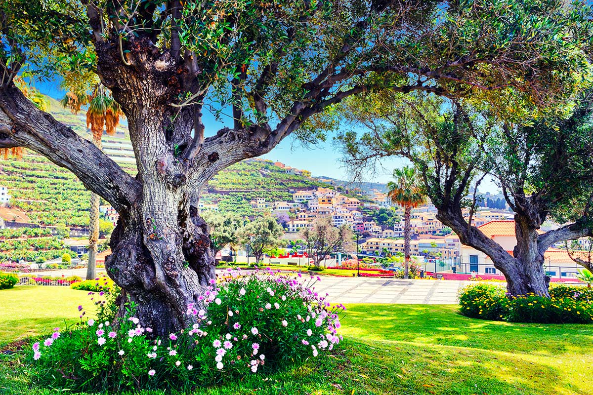 Aiuola fiorita sotto un albero di ulivo