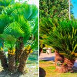 Palme da giardino che non crescono troppo
