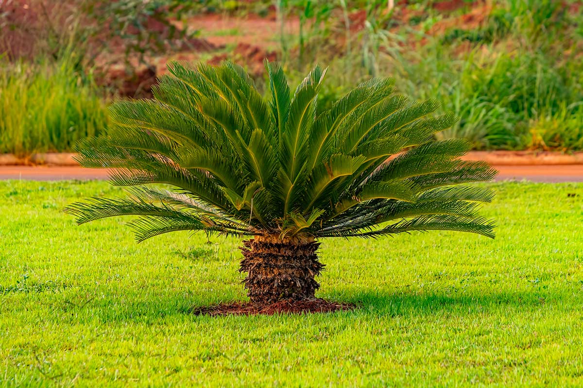 Cycas revoluta