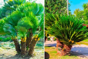 Palme da giardino che non crescono troppo