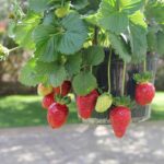 Le 5 regole per ottenere fragole dolci e saporite anche in vaso