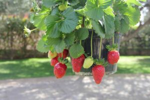 Le 5 regole per ottenere fragole dolci e saporite anche in vaso