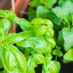 Basilico sul balcone e caldo di giugno