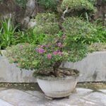Bougainvillea in vaso piena di foglie ma con pochi fiori