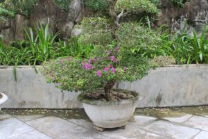 Bougainvillea in vaso piena di foglie ma con pochi fiori
