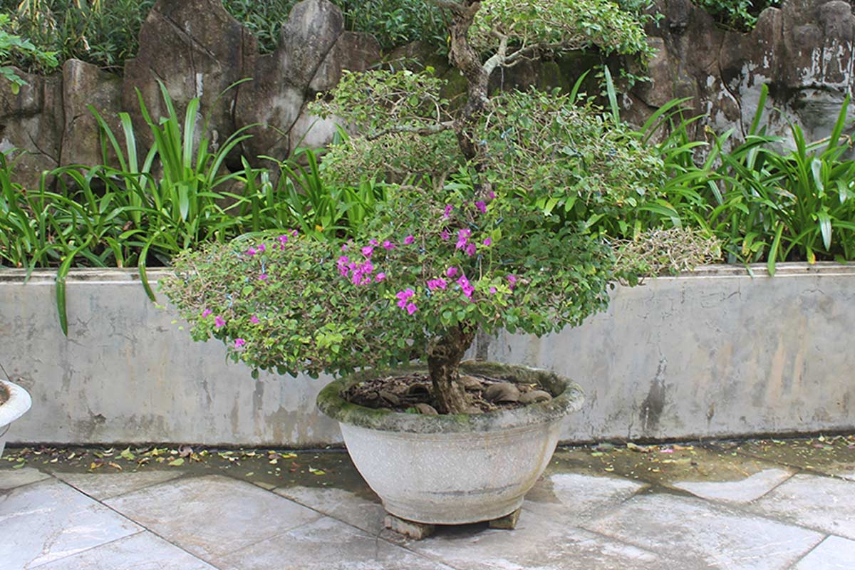 Bougainvillea in vaso piena di foglie ma con pochi fiori