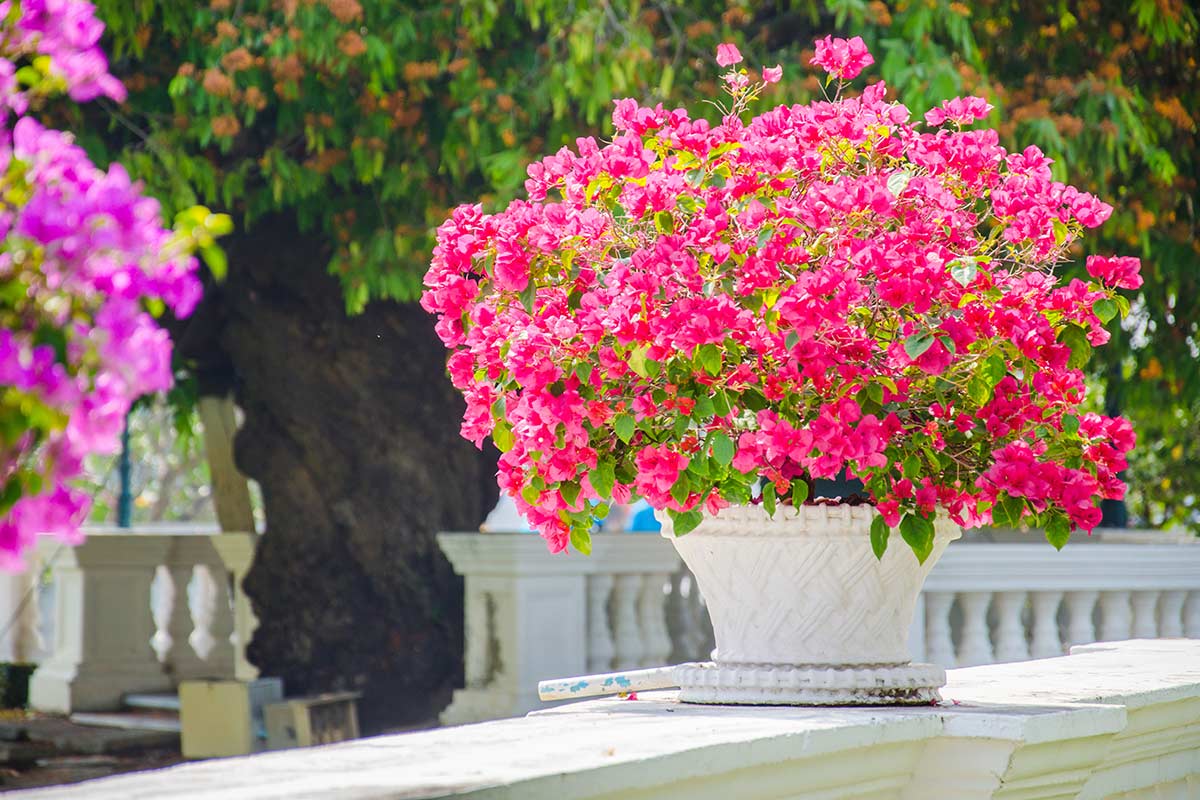 Bougainvillea in vaso pieno di fiori