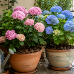 Ortensie in vaso su balcone ombreggiato a fine giugno