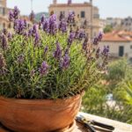 Lavanda in vaso su balcone con forbici da potatura