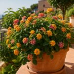 Lantana fiorita in vaso su balcone assolato di fine giugno