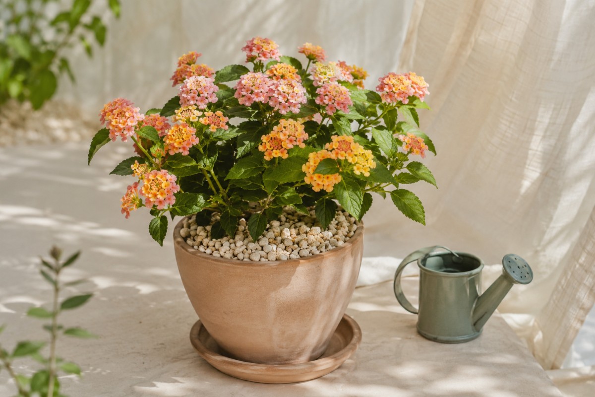 Lantana in vaso con pacciamatura chiara e annaffiatoio su balcone caldo