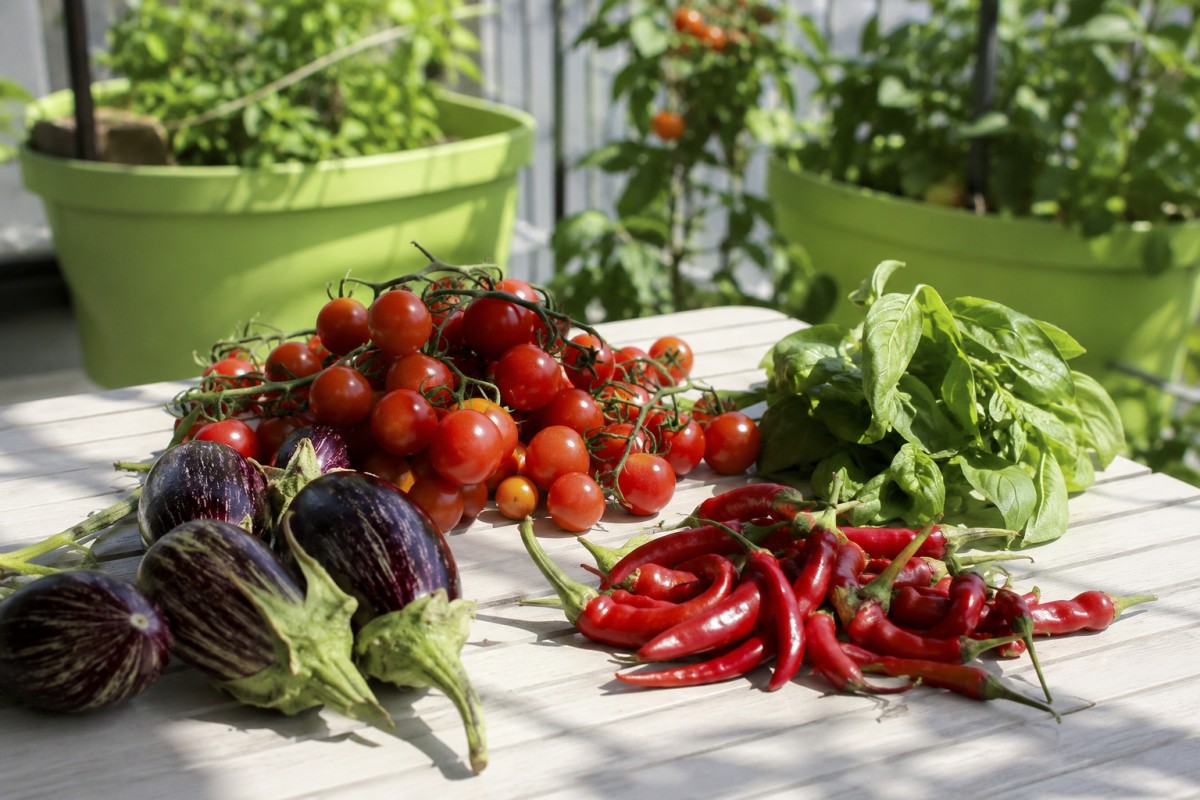 Piccolo raccolto da micro orto con pomodorini peperoncini basilico e mini melanzane