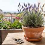 Lavanda in vaso su balcone assolato con spighe da controllare