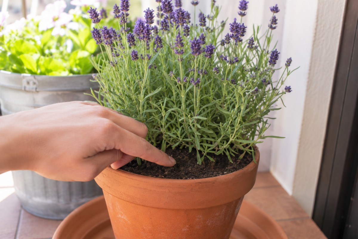 Controllo del terriccio di una lavanda in vaso prima dell'annaffiatura