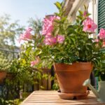 Dipladenia in vaso fiorita su balcone assolato