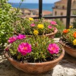 Portulaca colorata in vaso basso su balcone assolato