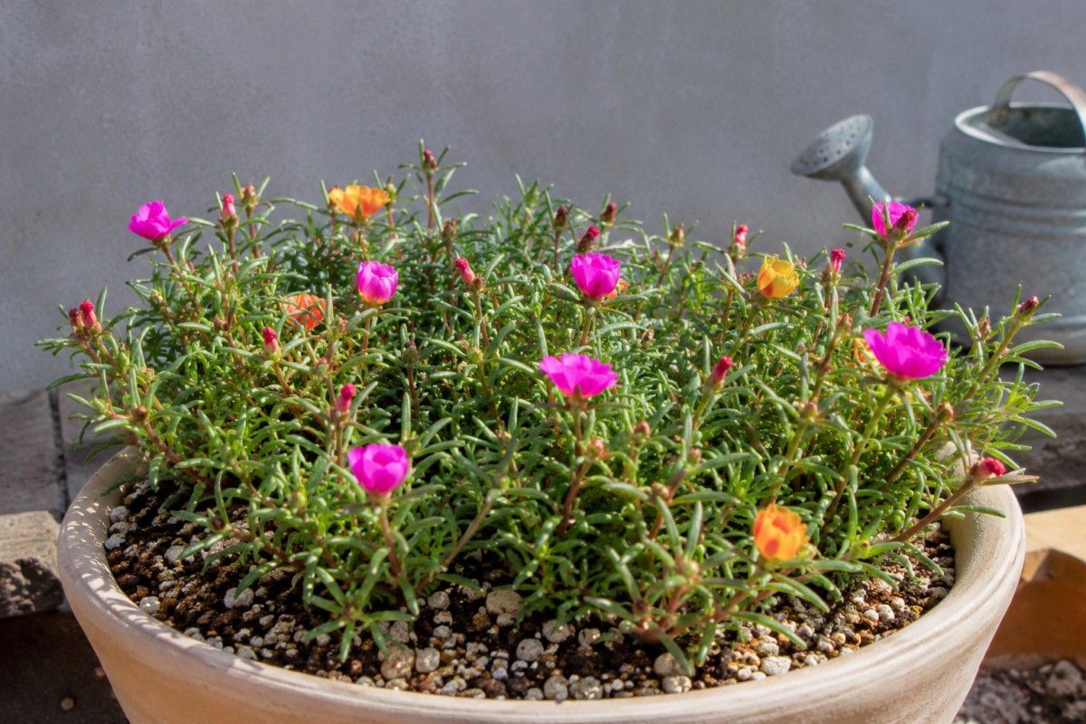 Dettaglio di portulaca con terriccio drenante e foglie carnose