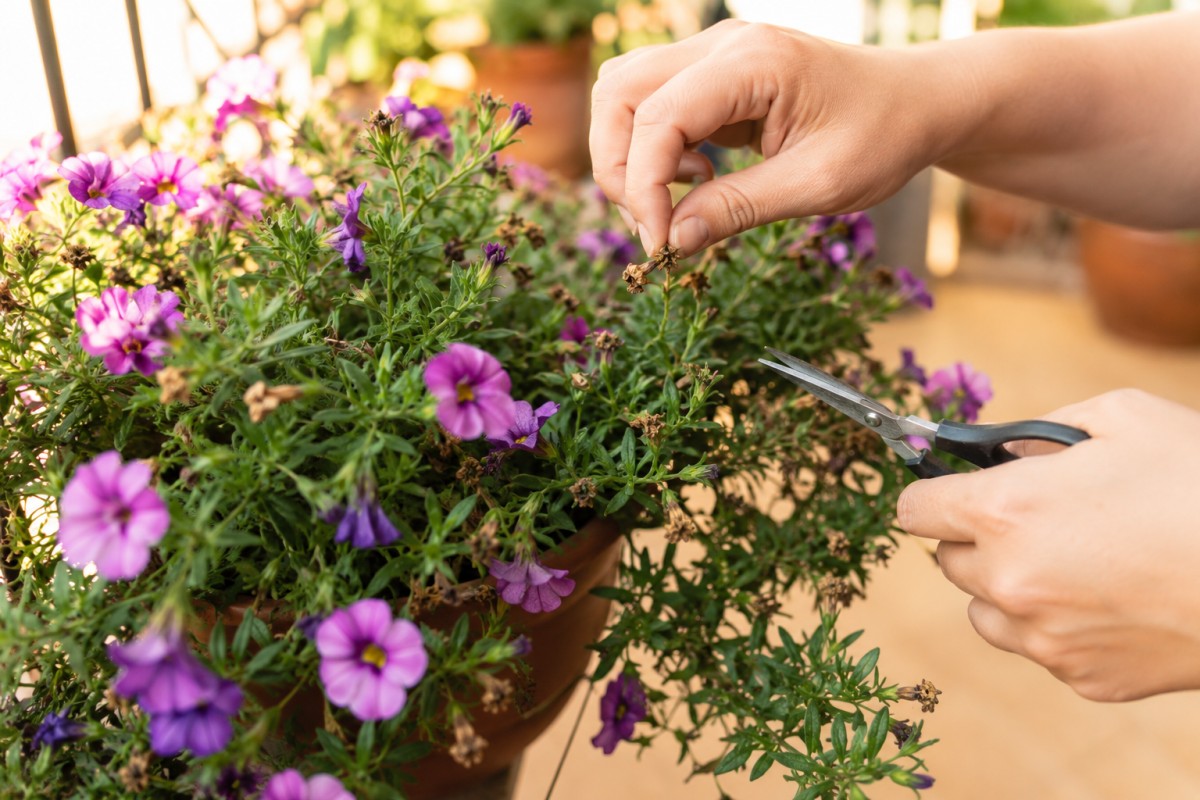 Pulizia dei fiori secchi della calibrachoa in vaso