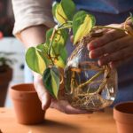 Giugno è il momento giusto per fare talee: le piante da provare ora in casa