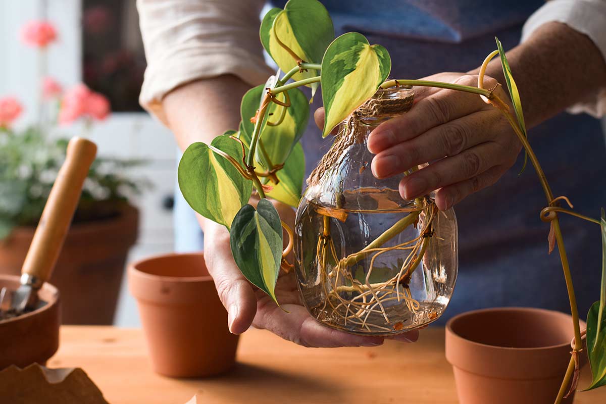 Giugno è il momento giusto per fare talee: le piante da provare ora in casa