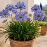 Agapanto in vaso con fiori blu viola su terrazzo luminoso a fine luglio