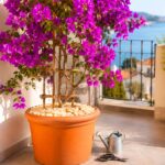 Bougainvillea in vaso a luglio: il controllo che salva fiori e foglie quando il balcone brucia