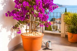 Bougainvillea in vaso a luglio: il controllo che salva fiori e foglie quando il balcone brucia