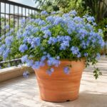 Plumbago azzurro in vaso su balcone estivo luminoso