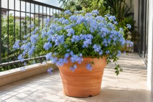 Plumbago azzurro in vaso su balcone estivo luminoso