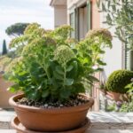 Sedum spectabile in vaso di terracotta su balcone assolato