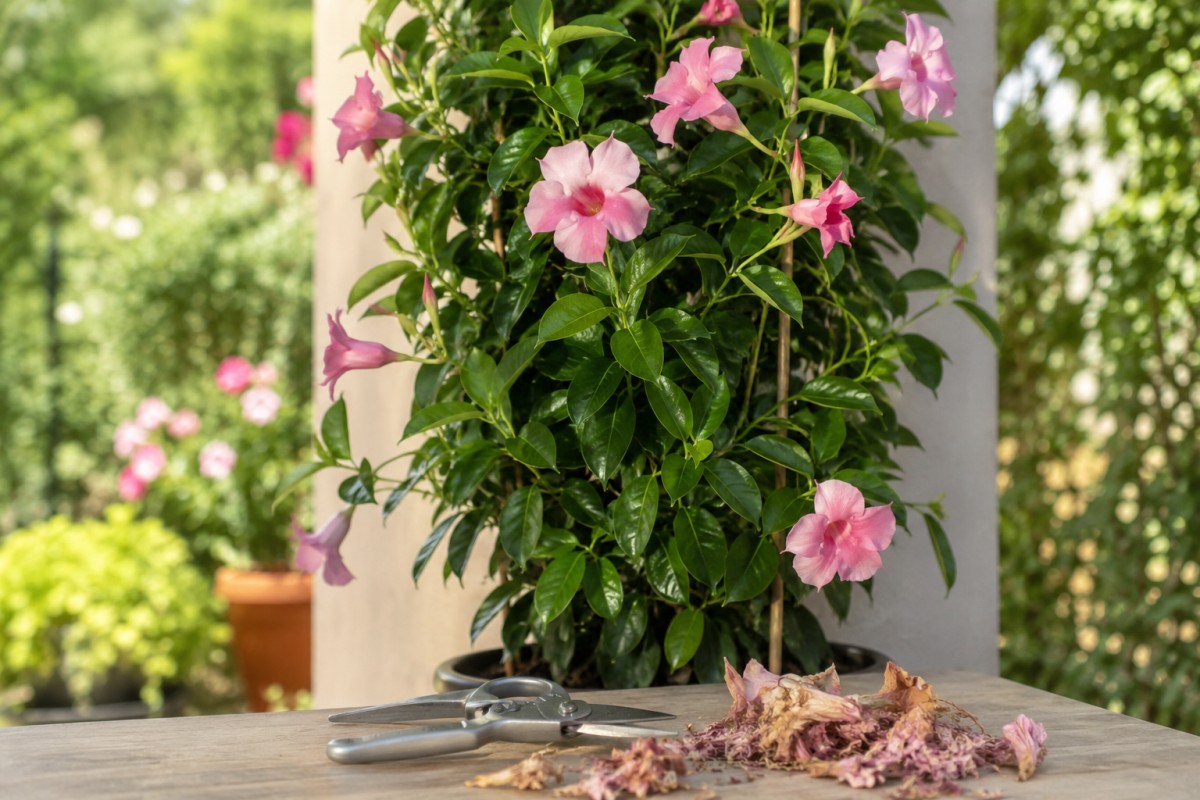 Dipladenia con fiori secchi rimossi e forbici da giardinaggio
