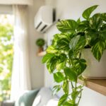 Pothos rigoglioso in casa luminosa durante luglio