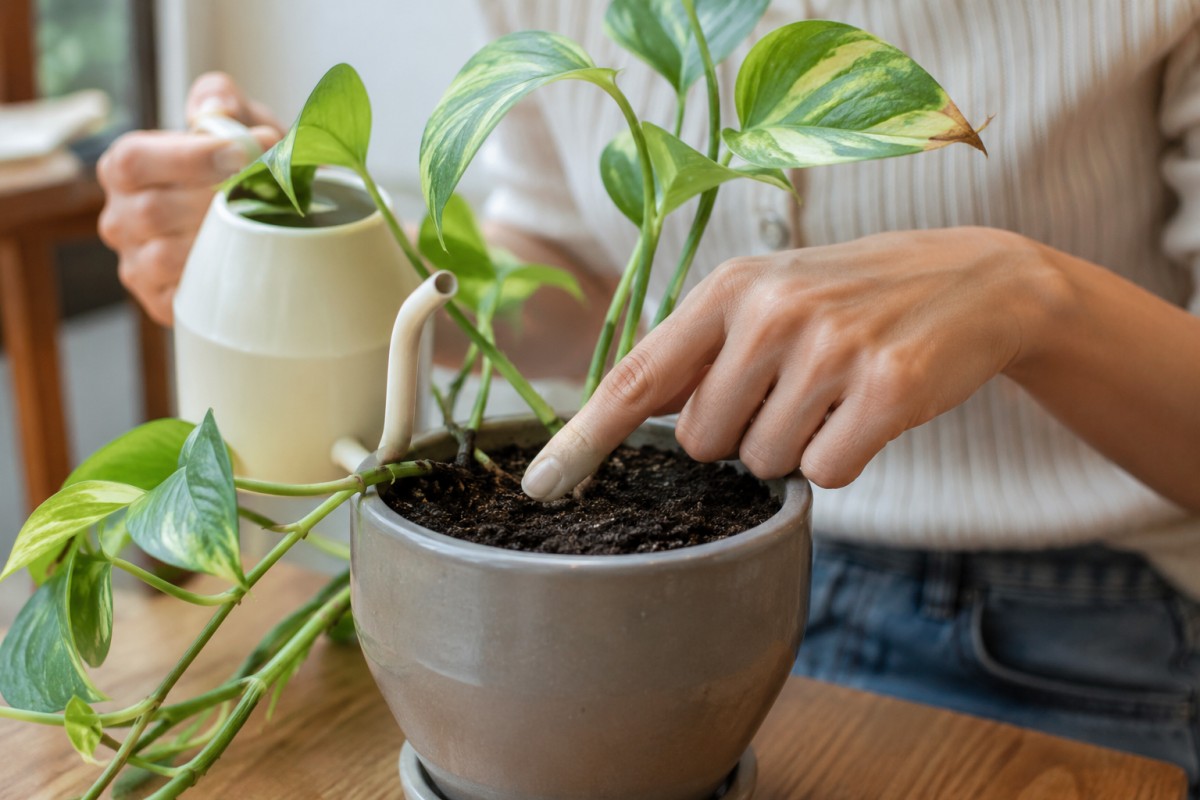 Controllo del terriccio del pothos prima di annaffiare