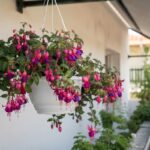 Fucsia in vaso su balcone ombreggiato durante il caldo di luglio